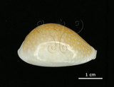 中文名:初雪寶螺(005814-00061)學名:Cypraea miliaris Gmelin, 1791(005814-00061)