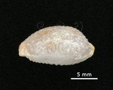 中文名:鯊皮寶螺(003241-00039)學名:Cypraea staphylaea Linnaeus, 1758(003241-00039)