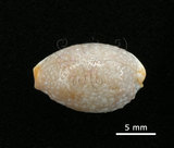 中文名:鯊皮寶螺(003241-00039)學名:Cypraea staphylaea Linnaeus, 1758(003241-00039)
