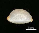 中文名:鯊皮寶螺(006146-00056)學名:Cypraea staphylaea Linnaeus, 1758(006146-00056)