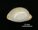 中文名:鯊皮寶螺(006146-00056)學名:Cypraea staphylaea Linnaeus, 1758(006146-00056)
