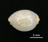 中文名:鯊皮寶螺(006146-00056)學名:Cypraea staphylaea Linnaeus, 1758(006146-00056)