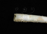 中文名:圓象牙貝(002368-00193)學名:Dentalium vernedei Sowerby, 1860(002368-00193)