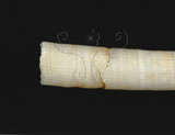 中文名:圓象牙貝(002368-00195)學名:Dentalium vernedei Sowerby, 1860(002368-00195)
