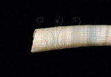 中文名:圓象牙貝(002368-00197)學名:Dentalium vernedei Sowerby, 1860(002368-00197)