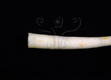 中文名:圓象牙貝(002639-00025)學名:Dentalium vernedei Sowerby, 1860(002639-00025)
