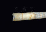 中文名:圓象牙貝(003689-00015)學名:Dentalium vernedei Sowerby, 1860(003689-00015)