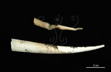 中文名:(005021-00162)學名:Fissidentalium metivieri Scarabino, 1995(005021-00162)