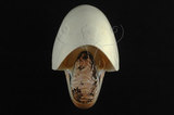 中文名:鸚鵡螺(002353-00138)學名:Nautilus pompilius Linnaeus, 1758(002353-00138)