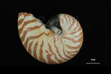 中文名:鸚鵡螺(002353-00139)學名:Nautilus pompilius Linnaeus, 1758(002353-00139)