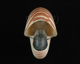 中文名:鸚鵡螺(002411-00154)學名:Nautilus pompilius Linnaeus, 1758(002411-00154)