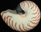 中文名:鸚鵡螺(002411-00154)學名:Nautilus pompilius Linnaeus, 1758(002411-00154)