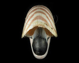 中文名:鸚鵡螺(002434-00170)學名:Nautilus pompilius Linnaeus, 1758(002434-00170)