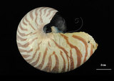 中文名:鸚鵡螺(002434-00170)學名:Nautilus pompilius Linnaeus, 1758(002434-00170)