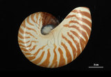 中文名:鸚鵡螺(003317-00050)學名:Nautilus pompilius Linnaeus, 1758(003317-00050)