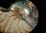 中文名:鸚鵡螺(004734-00051)學名:Nautilus pompilius Linnaeus, 1758(004734-00051)