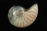 中文名:鸚鵡螺(004734-00051)學名:Nautilus pompilius Linnaeus, 1758(004734-00051)