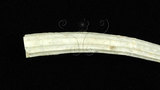 中文名:青象牙貝(003750-00031)學名:Dentalium aprinum Linnaeus, 1766(003750-00031)