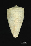 中文名:木乃伊芋螺 (003032-00069)學名:Conus sulcatus Hwass, 1792(003032-00069)