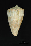 中文名:木乃伊芋螺 (003233-00061)學名:Conus sulcatus Hwass, 1792(003233-00061)