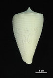 中文名:木乃伊芋螺 (003430-00023)學名:Conus sulcatus Hwass, 1792(003430-00023)