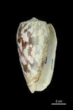 中文名:細線芋螺 (002353-00270)學名:Conus striatus Linnaeus, 1758(002353-00270)