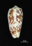 中文名:細線芋螺 (003317-00015)學名:Conus striatus Linnaeus, 1758(003317-00015)