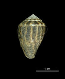 中文名:小斑芋螺 (001737-00275)學名:Conus chaldeus Röeding, 1798(001737-00275)