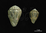 中文名:小斑芋螺 (001737-00275)學名:Conus chaldeus Röeding, 1798(001737-00275)