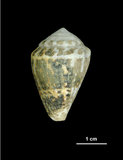 中文名:小斑芋螺 (001737-00278)學名:Conus chaldeus Röeding, 1798(001737-00278)