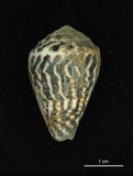 中文名:小斑芋螺 (002353-00246)學名:Conus chaldeus Röeding, 1798(002353-00246)