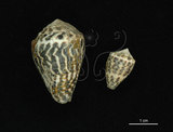 中文名:小斑芋螺 (002353-00246)學名:Conus chaldeus Röeding, 1798(002353-00246)