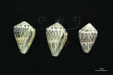 中文名:小斑芋螺 (002353-00247)學名:Conus chaldeus Röeding, 1798(002353-00247)