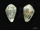中文名:小斑芋螺 (002353-00248)學名:Conus chaldeus Röeding, 1798(002353-00248)