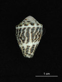 中文名:小斑芋螺 (002672-00094)學名:Conus chaldeus Röeding, 1798(002672-00094)