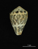 中文名:小斑芋螺 (003276-00057)學名:Conus chaldeus Röeding, 1798(003276-00057)