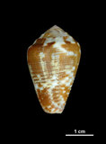 中文名:貓芋螺 (002353-00157)學名:Conus catus Hwass, 1792(002353-00157)