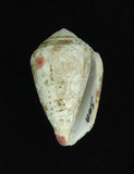 中文名:貓芋螺 (002353-00158)學名:Conus catus Hwass, 1792(002353-00158)