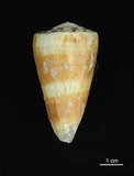 中文名:小牛芋螺 (003241-00037)學名:Conus vitulinus Hwass, 1792(003241-00037)