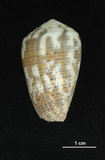 中文名:花瑪瑙芋螺 (002353-00174)學名:Conus monachus Linnaeus, 1758(002353-00174)