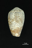 中文名:花瑪瑙芋螺 (004213-00018)學名:Conus monachus Linnaeus, 1758(004213-00018)