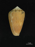 中文名:玳瑁芋螺 (002353-00169)學名:Conus fulmen Reeve, 1843(002353-00169)