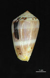 中文名:玳瑁芋螺 (002353-00169)學名:Conus fulmen Reeve, 1843(002353-00169)