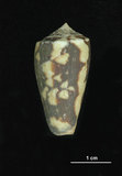 中文名:玳瑁芋螺 (002353-00170)學名:Conus fulmen Reeve, 1843(002353-00170)