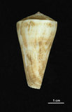 中文名:橘紅芋螺 (004800-00028)學名:Conus recluzianus Bernardi, 1853(004800-00028)