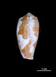 中文名:鬱金香芋螺 (001737-00277)學名:Conus tulipa Linnaeus, 1758(001737-00277)