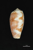 中文名:鬱金香芋螺 (002353-00234)學名:Conus tulipa Linnaeus, 1758(002353-00234)