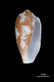 中文名:鬱金香芋螺 (002353-00235)學名:Conus tulipa Linnaeus, 1758(002353-00235)