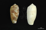 中文名:鬱金香芋螺 (002353-00236)學名:Conus tulipa Linnaeus, 1758(002353-00236)