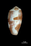 中文名:鬱金香芋螺 (003348-00016)學名:Conus tulipa Linnaeus, 1758(003348-00016)